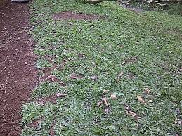 Kalau dulu memperbincangkan rumput maka mau ditemukan di banyak tempat atau banyak kebun. Cara Menanam Rumput Gajah Mini Agar Tumbuh Subur Sinox Nursery