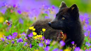 We did not find results for: Some Cool Fox Wallpapers Album On Imgur