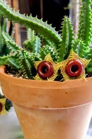 Image result for Huernia zebrina