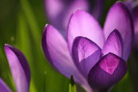 Nach einigen jahren werden auch ältere iphones nicht mehr mit den. 23 Best Free Spring Backgrounds And Wallpapers