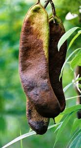 Image result for Piliostigma thonningii