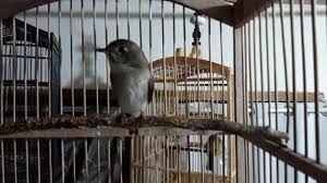 Maybe you would like to learn more about one of these? Suara Sulingan Kembang Sikatan Mugimaki Betina By Timkicau