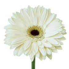 All Flowers Gerberas Standard Gerbera Daisy Gerbera Gerbera Flower