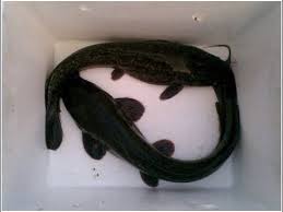 Cara Budidaya Ikan Lele Alami Di Kolam Terpal Youtube Alam Ikan