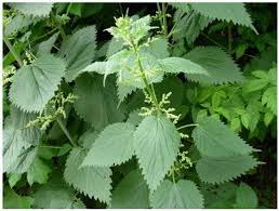 Image result for Urtica
