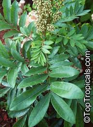 Image result for Deinbollia