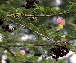 Image result for Dichrostachys