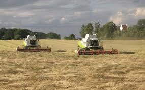 Kentucky bluegrass is known as the ideal lawn grass, fescues are known for shade and low maintenance, and perennial ryegrass is typically known for speedy germination and not much more. Harvest Of Perennial Ryegrass Seed By Combining Directly Photo S Download Scientific Diagram