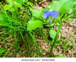 Image result for Commelina benghalensis