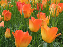 In addition to flowers of all forms, orange can be displayed berries and even seed pods. Tulips Flowers Orange Free Photo On Pixabay