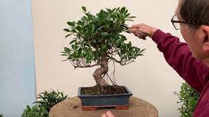 Ficus Bonsai Care And Pruning Youtube Bonsai Care Bonsai Tree Types Bonsai Ficus
