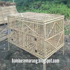 Kandang ayam bagus mudah murah mewah untuk pembesaran. Kandang Ayam Bangkok Dari Bambu Tentang Kolam Kandang Ternak