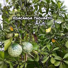 Image result for Voacanga thouarsii