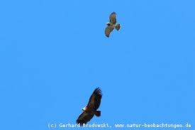 Der steinadler zählt zu den größten heimischen greifvögeln und wird in den alpen nur noch vom bartgeier übertroffen. Flugbilder Greifvogel Singvogel Enten Ganse Deutschland Natur Beobachtungen