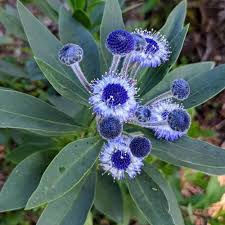 Image result for Scleria globonux