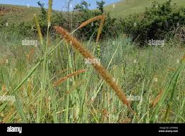 Image result for Setaria sphacelata