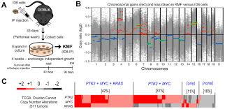 Fak Activity Sustains Intrinsic And Acquired Ovarian Cancer