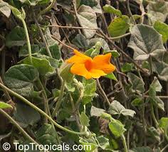 Image result for Thunbergia gregorii