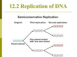Chapter 12.3 dna,rna and protein by valerie evans 9408 views. Chapter 12 2 Dna Replication