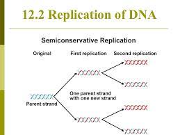 Chapter 12.3 dna,rna and protein by valerie evans 9408 views. Chapter 12 2 Dna Replication