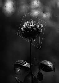 Archillect On Twitter Black Roses Wallpaper Black Aesthetic Wallpaper Dark Wallpaper