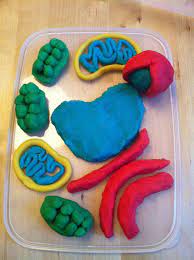 A malleable and familiar material such as playdough makes learning about cells tangible. Recreating The Composition Of Of A Plant Cell With Play Dough Playdough Crafts Plant Cell