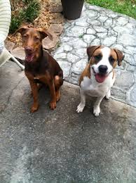 2,678 likes · 124 talking about this. Reunited Male Dog Chocolate And Brown And White Doberman And Pit Mix Winter Park Lost Pets