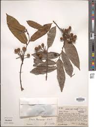 Image result for Monanthotaxis ferruginea