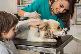 We did not find results for: An Age By Age Guide To Explaining The Death Of A Pet To Children Familyeducation