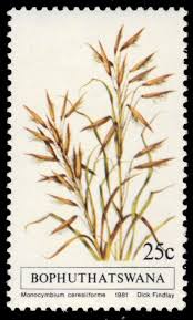 Image result for Monocymbium