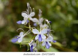 Image result for Rotheca wildii