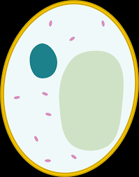Maybe you would like to learn more about one of these? Simple Diagram Of Yeast Cell Clipart Free Download Transparent Png Creazilla