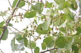 Image result for Cordia dichotoma