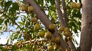 Image result for Ficus fischeri