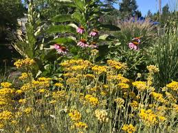 Image result for Helichrysum chasei