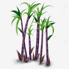 Kenali pokok sayangi pokok tebu telur. Gambar Seketul Tebu Gula Tebu Tebu Manis Dan Sedap Hijau Png Dan Psd Untuk Muat Turun Percuma