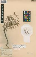 Image result for Phyllanthus microdendron