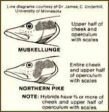 Offshore trolling for trophy walleyes and muskies. Muskellunge Northern Pike