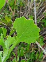 Image result for Emilia discifolia