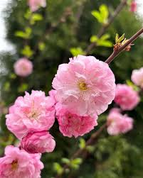 Image result for mandloň trojlaločná