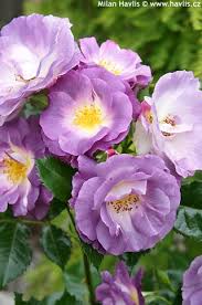 By following these simple steps, you will ensure your potted shrub rose gets off to the best possible start. Rosa Pejamblu Blue For You Havlis Cz