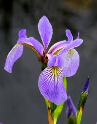 The Retirement Chronicles Wild Iris Flower Painting Flower Art