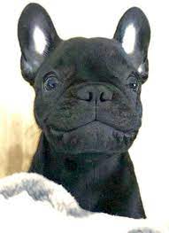 How To Give Your Puppy The Healthiest Start To Life Dogtime Bulldog Puppies Bulldog French Bulldog Puppies