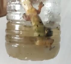 Pada suatu saat dimana kita mengamati liku lekuk garis pamor keris, akan tersirat pembacaan akan suatu. Dah Puas Spray Dan Buat Macam Macam Cara Sudahnya Diy Perangkap Cicak Ini Juga Paling Berkesan Mingguan Wanita