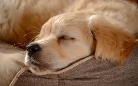Maybe you would like to learn more about one of these? Wallpaper Golden Retriever Sleeping 2880x1800 Hd Picture Image