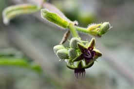 Image result for Raphionacme procumbens