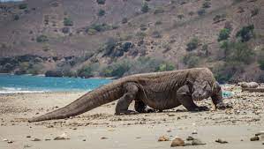 Comodo firewall is a network security system that monitors and controls the network traffic based on predetermined security rules. Komodo Dragon