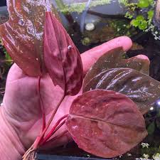 Image result for Lannea humilis