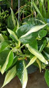 Philodendron Cordatum Silver Stripe 1 Plants 1 Feet Long Ship In 3 Pot Plants Best Indoor Plants Philodendron