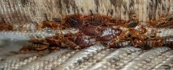 Image result for bed bugs eggs